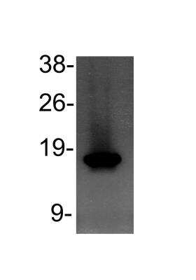 Western Blot: Histone H3 [Monomethyl Lys4] AntibodyBSA Free [NB21-1021]